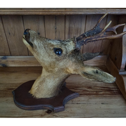 911 - An early wall mounted Taxidermy of a young Buck Deer.