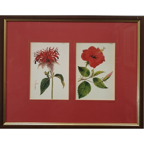 867 - A group of three framed Prints of flowers.