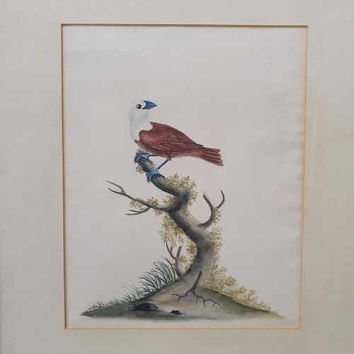 903 - A pair of Lithographs of Birds.