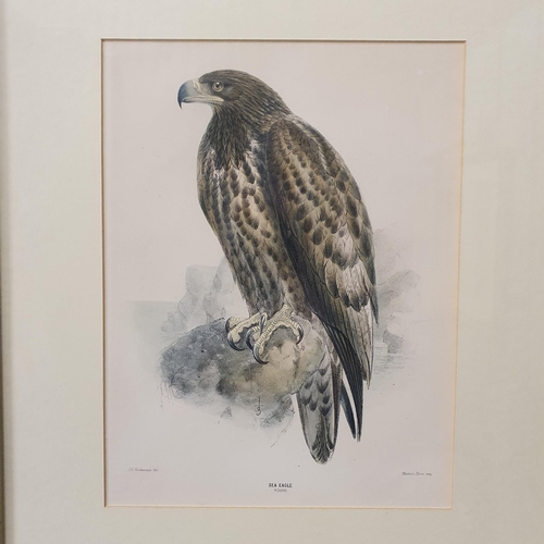 903 - A pair of Lithographs of Birds.