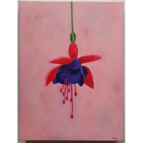 481 - M A Lawlor ' Fuchsia' Oil on Canvas, monogramed front with signature and titled verso. H 40 x 30 cm ... 