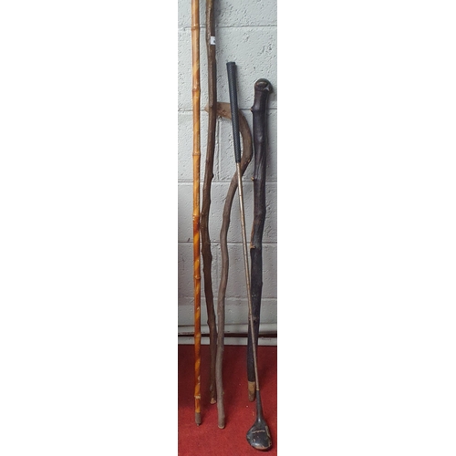 391 - A good quantity of Vintage Walking Sticks and Staffs to include a golf club.