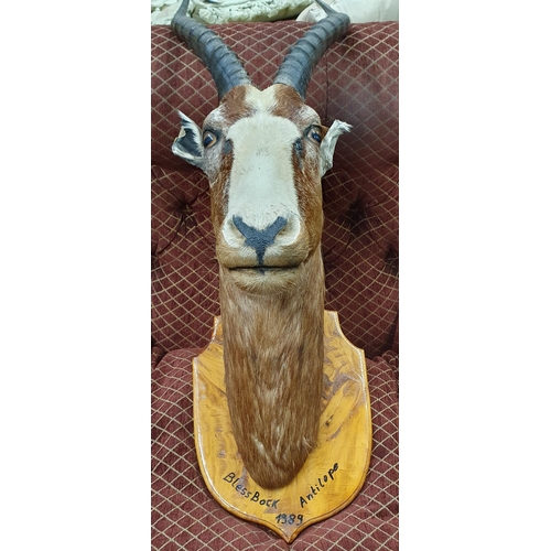 335A - A mounted head and neck Taxidermy of a Blessbock with original horns. Horn length 40cm approx.