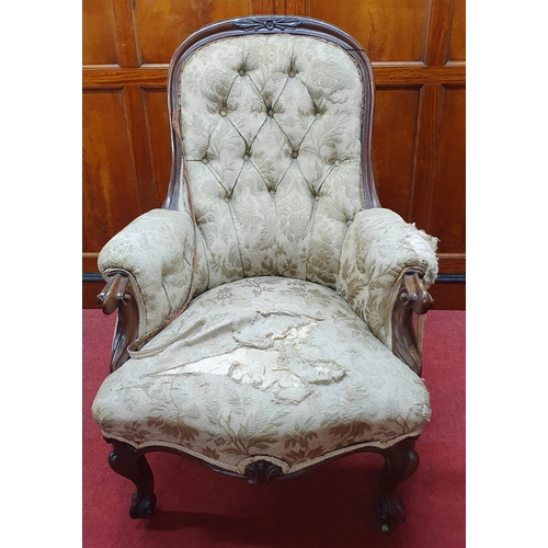 561 - A 19th Century Rosewood Showframe Armchair with carved cabriole front supports and arms and moulded ... 