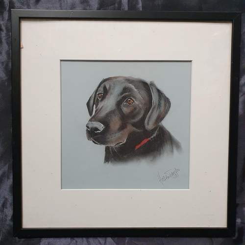 91 - A Pastel and Crayon Drawing of a Labrador. Signed LR Helen Taylor.  H 24 x 24 cm approx.