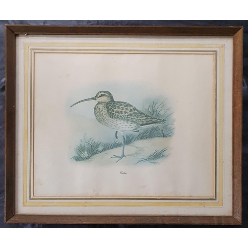 140 - After Archibald Thornburn. A coloured Print of grouse along with a coloured print of a Curlew. 39 x ... 