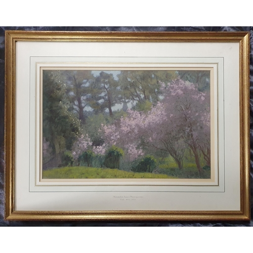 249 - A good Watercolour of Cherry Blossom in full bloom. Signed Alexander James Mavrogordato. Exhibited 1... 