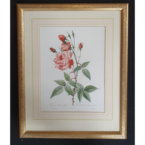 529 - A good set of three coloured Bookplates still life of Roses in good gilt frames. 37 x 29 cm approx.