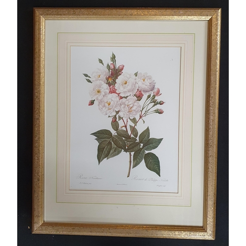 529 - A good set of three coloured Bookplates still life of Roses in good gilt frames. 37 x 29 cm approx.