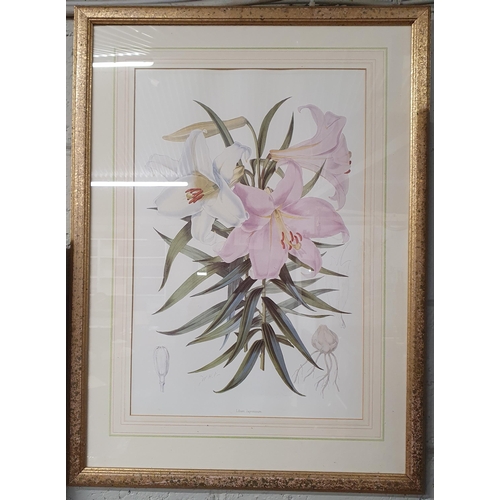 175 - A good pair of still life coloured Prints of Lilies in full bloom. 73 x 54 cm approx.