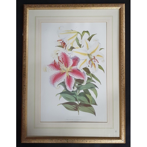 175 - A good pair of still life coloured Prints of Lilies in full bloom. 73 x 54 cm approx.