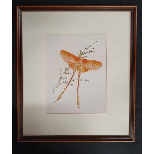 242 - Three coloured Prints still life of Moths and Butterflies. Well framed. 49 x 43 cm approx.