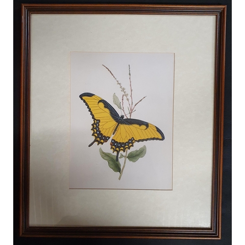 242 - Three coloured Prints still life of Moths and Butterflies. Well framed. 49 x 43 cm approx.