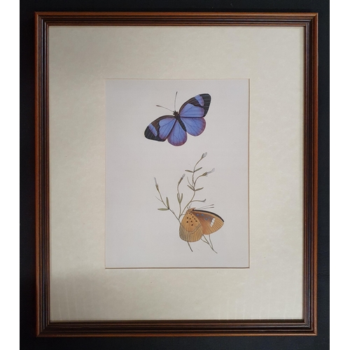 242 - Three coloured Prints still life of Moths and Butterflies. Well framed. 49 x 43 cm approx.