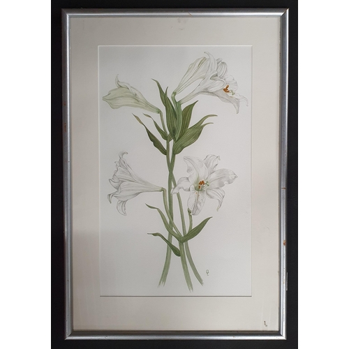 286 - A 20th Century Watercolour of Lilies. Monogrammed OC. LR. 48 x 29 cm approx.