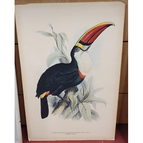 57 - A good quantity of coloured Prints of wild Birds.
Largest H 60 x 40 cm approx.