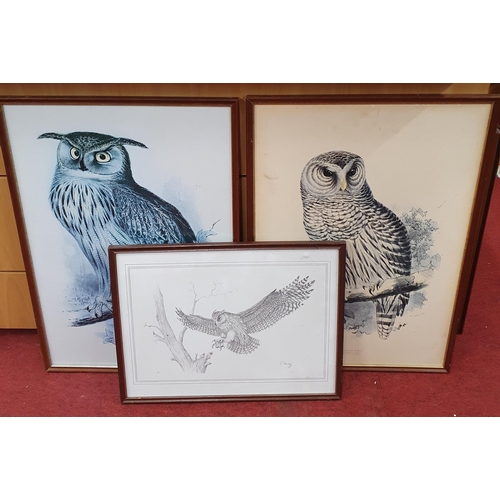 57 - A good quantity of coloured Prints of wild Birds.
Largest H 60 x 40 cm approx.