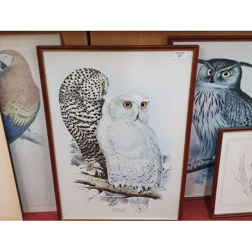 57 - A good quantity of coloured Prints of wild Birds.
Largest H 60 x 40 cm approx.