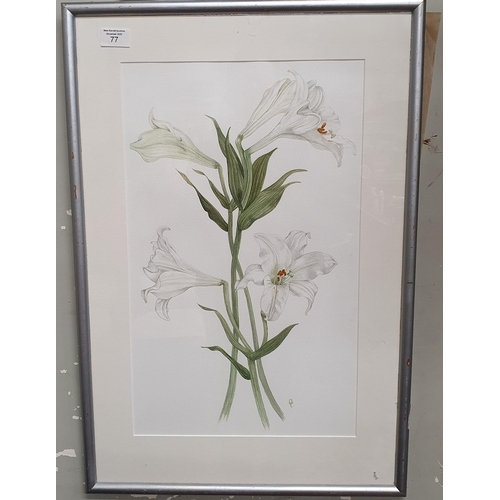 77 - A 20th Century Watercolour of Lilies. Monogrammed OC. LR. 48 x 29 cm approx.