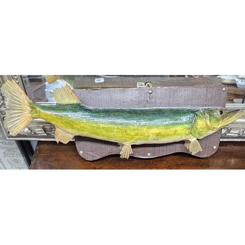 670 - A cased Taxidermy of a Duck along with a taxidermy of a pike.  H 36 X L 36 x D 19 cm approx. Pike L ... 