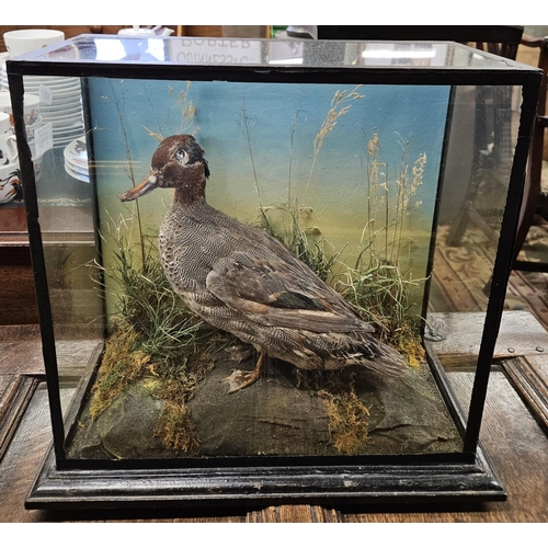 670 - A cased Taxidermy of a Duck along with a taxidermy of a pike.  H 36 X L 36 x D 19 cm approx. Pike L ... 