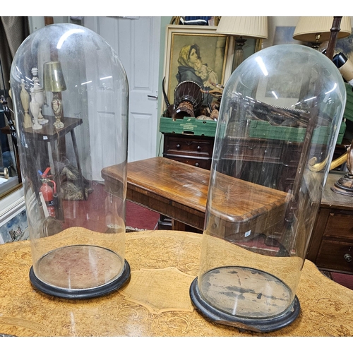 325 - A good pair of 19th Century glass Domes with timber bases in good condition 55cm high approx.