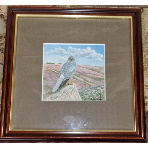 110 - A 20th Century Watercolour of a Hawk by Denis Green, signed lower right.