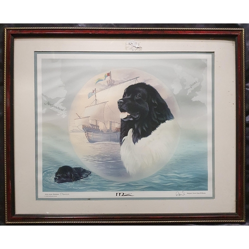 155 - After Ann Mainman. A coloured Print of a Newfoundland signed in the margin A Mainman and David Alan ... 