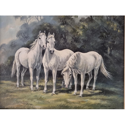 264 - A 20th Century Oil on Canvas of Horses by Francis Fry. Signed LR. 40 x 50cm approx.