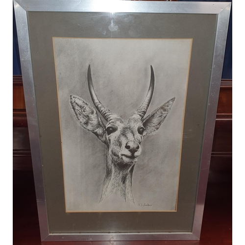 310 - A 20th Century Print of a gazelle by K L. Sacker signed LR. H 56 x 40 cm approx.