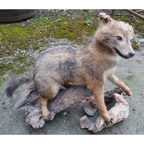 352 - A Taxidermy Fox on Branch.