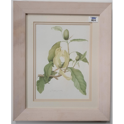 536 - A framed floral Print .