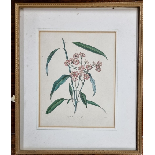 540 - A coloured Print of a Peony along with two more still life Prints.
H 52 x 47 cm approx.