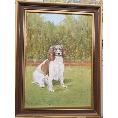 541 - An Oil on Canvas of a Spaniel. Signed F Shepherd LL. 35 x 25 cm approx.