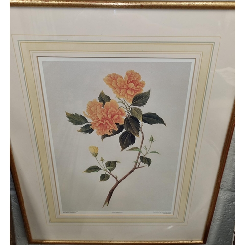 673 - A 20th Century coloured Print of still life of a Rose. 54 x 43 cm approx.