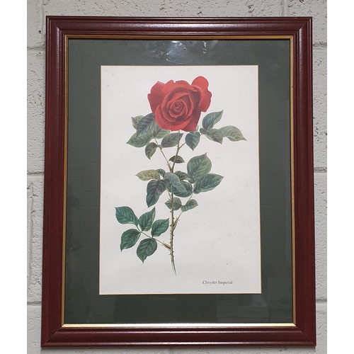 723 - A Framed Book Plate of a single stemmed Red Rose.
H 58 x 47 cm approx.