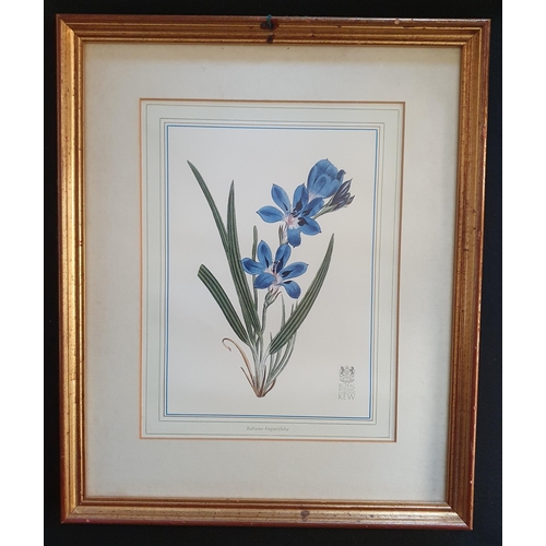 727 - Sold on Behalf of Charity, uncollected lot.
Still Life coloured Print for Kew Botanic Gardens