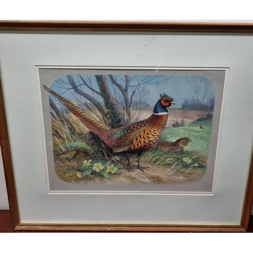 943 - Sold on behalf of charity as an uncollected item. An early 20th Century Watercolour of a Pheasant in... 