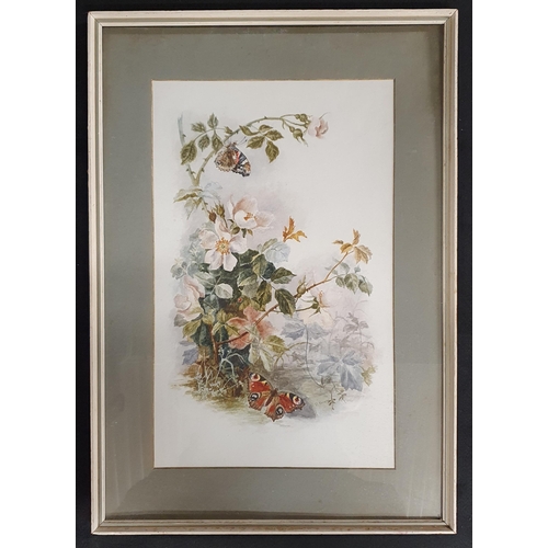 704 - R Kersey. A 20th Century Watercolour of Butterflies on rose blossom, Signed LR. 41 x 26 cm approx.