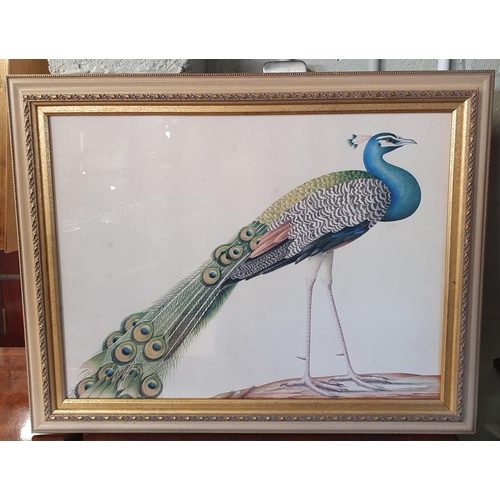 737 - A good coloured Print of a Peacock along with a pair of coloured prints in oval frames of village sc... 