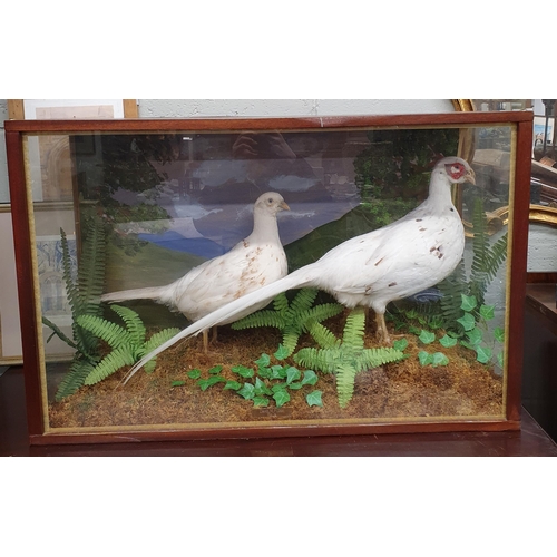 76 - A well framed Taxidermy Collage study of two white Pheasants. 86 x 35 x H 56 cm approx.