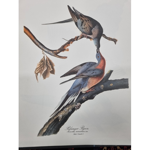 246 - The Audubon folio of colour Prints of great bird Paintings.