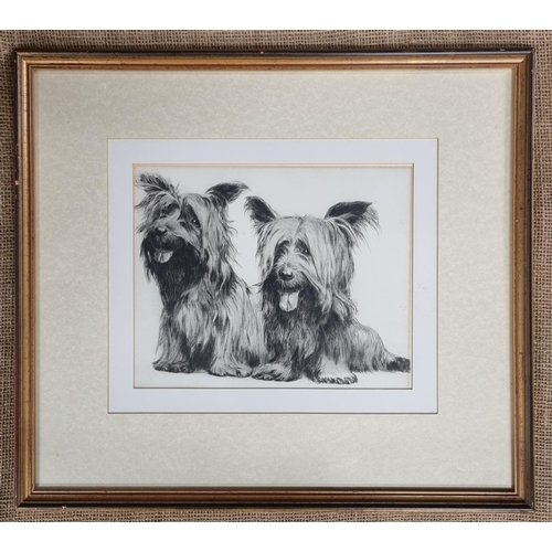 576 - A 20th Century Etching of two wire haired Terriers. 23 x 27 cm approx.