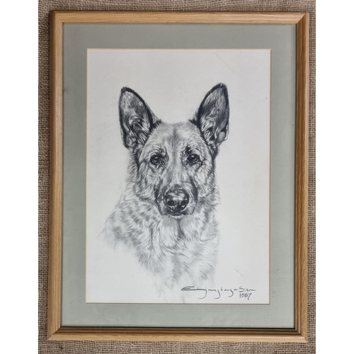 541 - A 20th Century Pen And Ink Drawing of a german shepherd dog, indistinctly signed lower right.
 45 x ... 