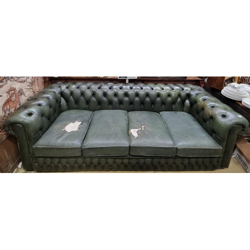 536 - A large three seater Chesterfield Sofa with green upholstery.(slight odour) W 227 cm approx.