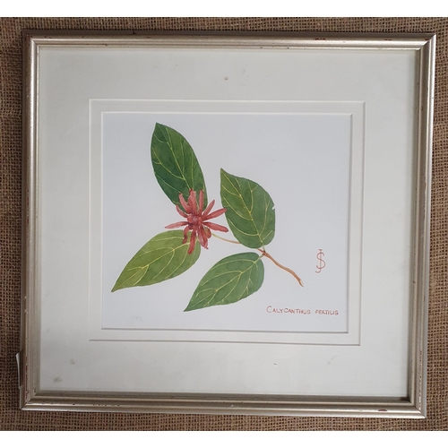 930 - A 20th Century Watercolour of Calycanthus fertilis. Monogrammed JS. LR.