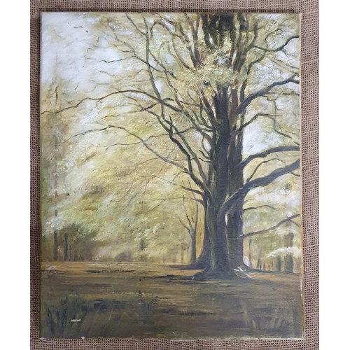 69 - A 20th Century unframed Oil on Canvas of a forest scene. No apparent signature. 50 x 41 cm approx.