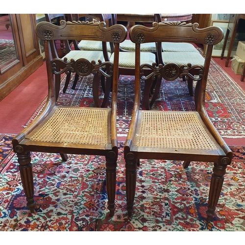 719 - A lovely pair of early 19th Century Mahogany Chairs with turned reeded supports, cane seats and high... 