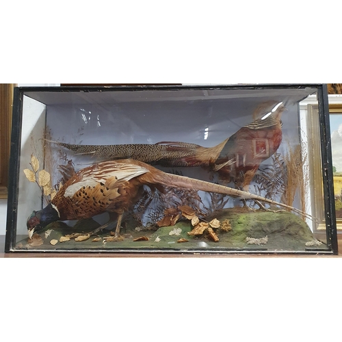 29 - A Chinese copper pheasant or A Lady Amersham pheasant Taxidermy along with another both in one case.... 