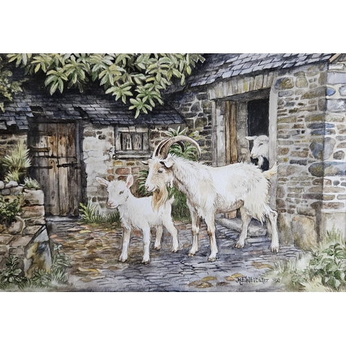 16 - R E Whittaker. A Fabulous Watercolour painting of Goats in a yard. Signed LR. H 15 x W 23 cm approx.